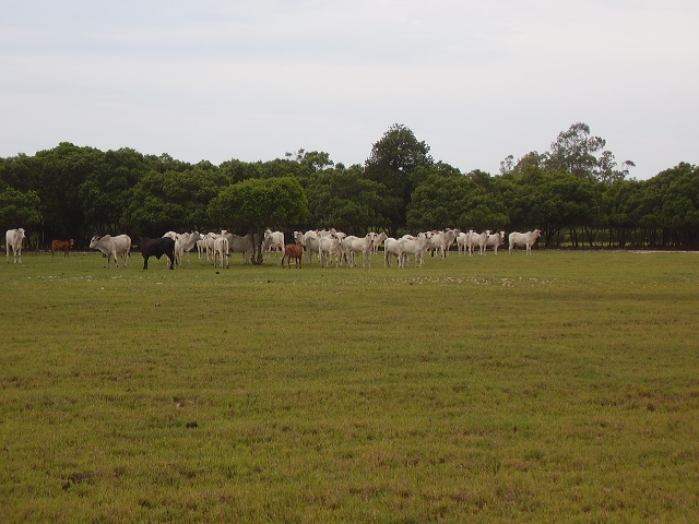 ÁREA COMERCIAL DE 435.000,00 M² NA ESTRADA INDO PARA O PORTO DO AÇU (RUA NOVA)