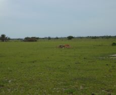 ÁREA COMERCIAL DE 580.800,00 M² NA ESTRADA DE RUA NOVA - PORTO DO AÇU - SÃO JOÃO DA BARRA