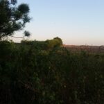 EXCELENTES ÁREAS DE 70.637,00 M² EM TRAVESSÃO DE CAMPOS