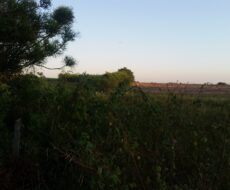 EXCELENTES ÁREAS DE 70.637,00 M² EM TRAVESSÃO DE CAMPOS