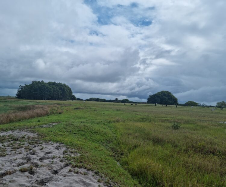 FAZENDA DE 90 ALQUEIRES EM FLEXEIRAS, QUISSAMÃ.