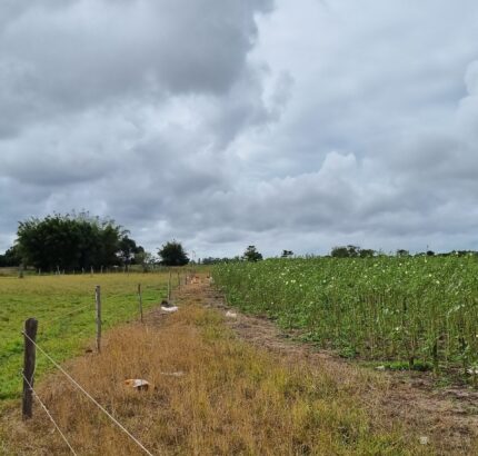 ÁREA DE 269.028,54 M² NA RJ-240 (ESTRADA DO PORTO DO AÇU), EM CAMPO DA PRAIA.