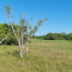 ÁREA COMERCIAL COM 260.116,50M² À CEM METROS DA ENTRADA DO ESTALEIRO DO PORTO DO AÇU.