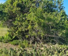 ÁREA COMERCIAL COM 260.116,50M² À CEM METROS DA ENTRADA DO ESTALEIRO DO PORTO DO AÇU.