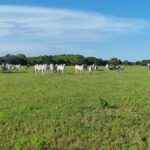 ÁREA COMERCIAL COM 520.000,00M² NO PORTO DO AÇU. Localização: à 150 metros do Porto do Açú.