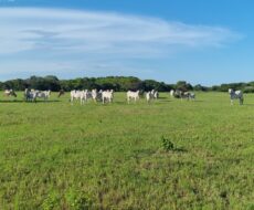 ÁREA COMERCIAL COM 520.000,00M² NO PORTO DO AÇU. Localização: à 150 metros do Porto do Açú.