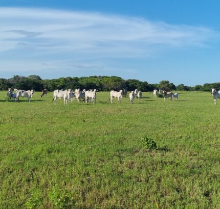 ÁREA COMERCIAL COM 520.000,00M² NO PORTO DO AÇU. Localização: à 150 metros do Porto do Açú.