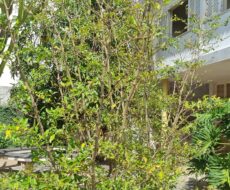 CASA NA RUA BRUNO DE AZEVEDO,