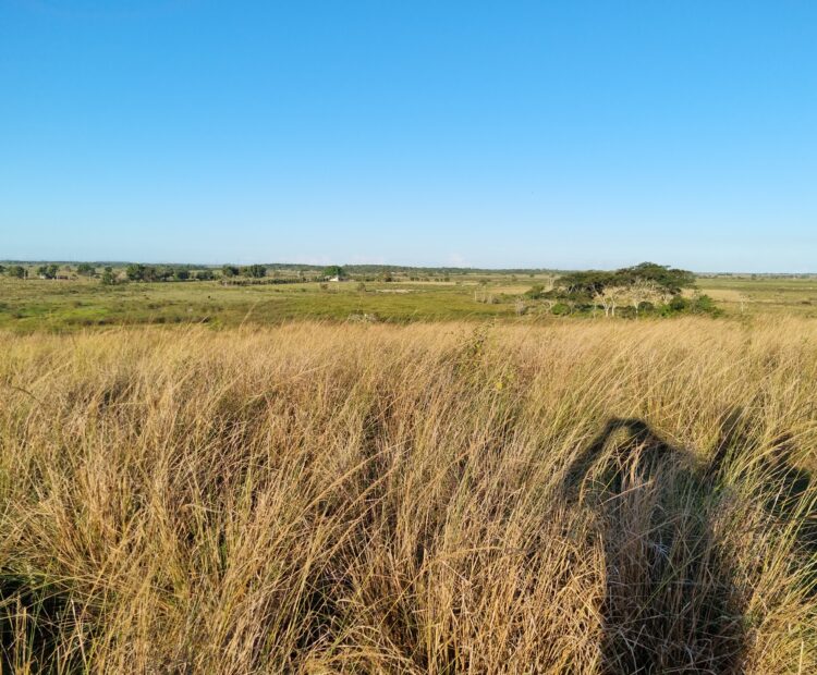 ÁREA NA BR 101 ( CAMPOS X RIO DE JANEIRO )