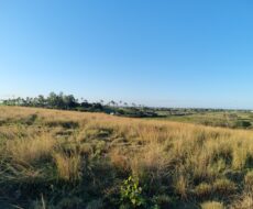 ÁREA NA BR 101 ( CAMPOS X RIO DE JANEIRO )