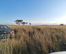 ÁREA NA BR 101 ( CAMPOS X RIO DE JANEIRO )