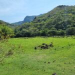 FAZENDA DE 49,10 ALQUEIRES NO MUNICIPIO DE TRAJANO DE MORAES