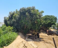 UM AREAL NA BR-356 (CAMPOS x SÃO JOÃO DA BARRA)