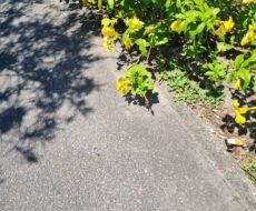 GALPÃO NA AV. ALBERTO LAMEGO (PRÓXIMO À AV. FILIPE UÉBE).