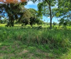 EXCELENTE ÁREA URBANA DE 65.500,00 M², NA TAPERA.