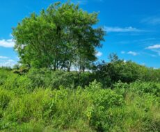 EXCELENTE ÁREA URBANA DE 65.500,00 M², NA TAPERA.