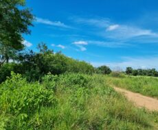 EXCELENTE ÁREA URBANA DE 65.500,00 M², NA TAPERA.