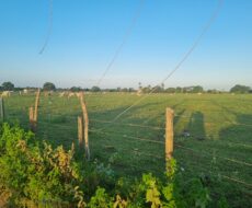 SÍTIO DE 3,5 ALQUEIRES EM CAMPO NOVO