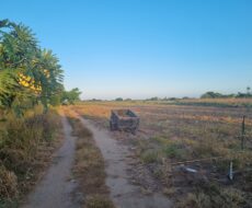 SÍTIO DE 3,5 ALQUEIRES EM CAMPO NOVO