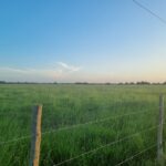 SÍTIO DE 5 ALQUEIRES EM CAMPO NOVO