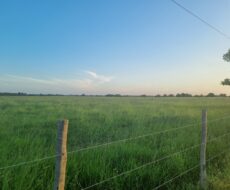 SÍTIO DE 5 ALQUEIRES EM CAMPO NOVO