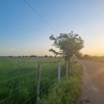 SÍTIO DE 5 ALQUEIRES EM CAMPO NOVO