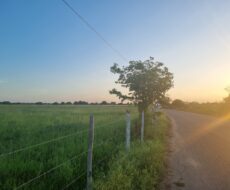 SÍTIO DE 5 ALQUEIRES EM CAMPO NOVO