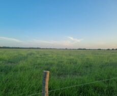 SÍTIO DE 5 ALQUEIRES EM CAMPO NOVO