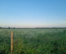 SÍTIO DE 5 ALQUEIRES EM CAMPO NOVO