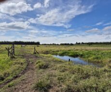 SÍTIO 4,58 ALQUEIRES EM SÃO MARTINHO