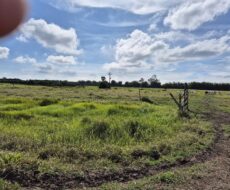 SÍTIO 4,58 ALQUEIRES EM SÃO MARTINHO