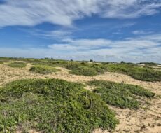 PROPRIEDADE DE 12 ALQUEIRES EM FAROLZINHO SANTA MARIA .