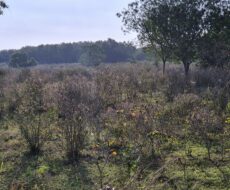 EXCELENTES ÁREAS NA BR 101