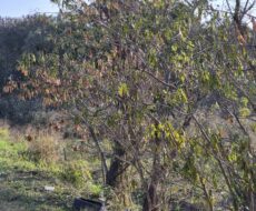 EXCELENTES ÁREAS NA BR 101