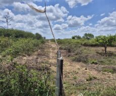 ÁREAS NA BR 101 E ESTRADA DO CONTORNO PRÓXIMO AO SHOPING ESTRADA, DE VÁRIOS TAMANHOS