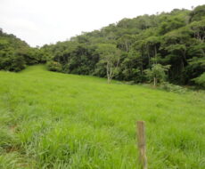 FAZENDA DE 378,00 ALQUEIRES