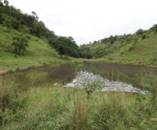 FAZENDA DE 378,00 ALQUEIRES