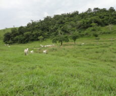 FAZENDA DE 378,00 ALQUEIRES