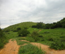 FAZENDA DE 378,00 ALQUEIRES