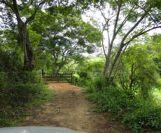 FAZENDA DE 378,00 ALQUEIRES