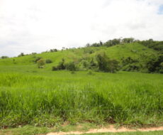 FAZENDA DE 378,00 ALQUEIRES