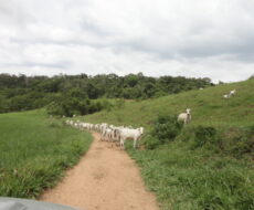 FAZENDA DE 378,00 ALQUEIRES