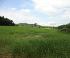 FAZENDA DE 378,00 ALQUEIRES