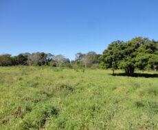 FAZENDA DE 378,00 ALQUEIRES
