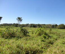 FAZENDA DE 378,00 ALQUEIRES