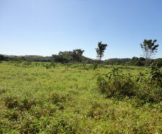 FAZENDA DE 378,00 ALQUEIRES