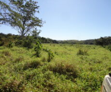 FAZENDA DE 378,00 ALQUEIRES