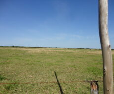 SÍTIO DE 5 ALQUEIRES EM CAMPO NOVO