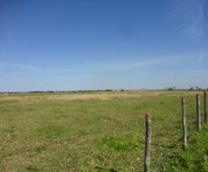 SÍTIO DE 5 ALQUEIRES EM CAMPO NOVO