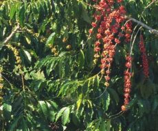 FAZENDA DE 150 ALQUEIRES EM MIMOSO DO SUL ES